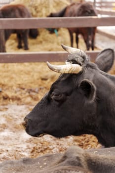 A black cow with prominent horns stands in a farmyard surrounded by other cattle