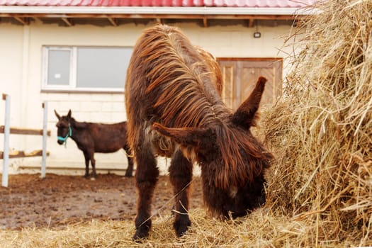 A brown horse grazes on fresh hay beside a wooden barn, while a donkey stands nearby