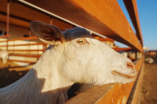 Goats back in the warmth of the sun while enjoying the rustic surroundings and fresh straw
