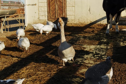 Geese foraging for food on a sunny day in a rural farmyard filled with rich earth and grass
