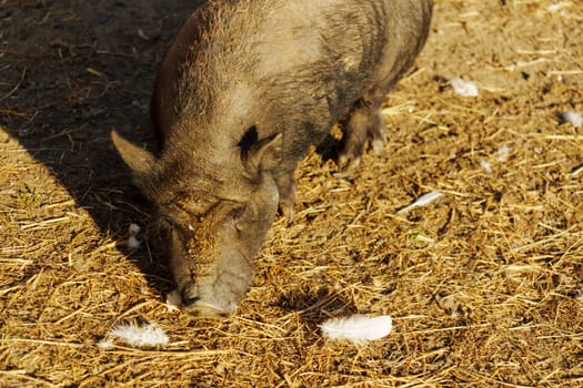 A playful pig rummages through dry straw and dirt looking for tasty treats under the warm sun.