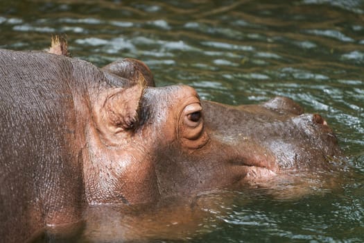 Hippopotamus, Hippopotamus amphibius, swims in the water to cool off