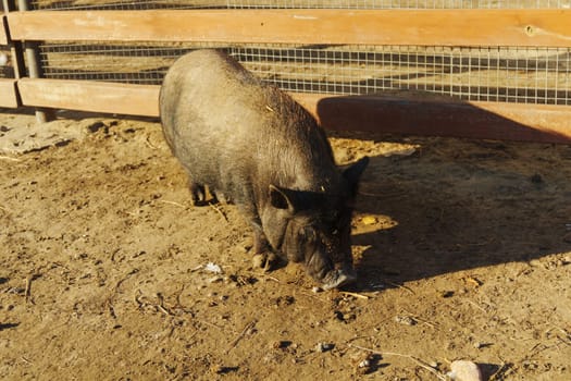 A small black pig forages in the warm sunlight of a farmyard. Wooden fences frame the area