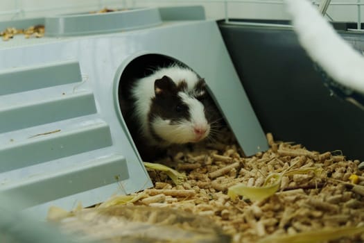 A curious guinea pig exploring its cozy cage while nibbling on fresh veggies during a sunny afternoon in a loving home