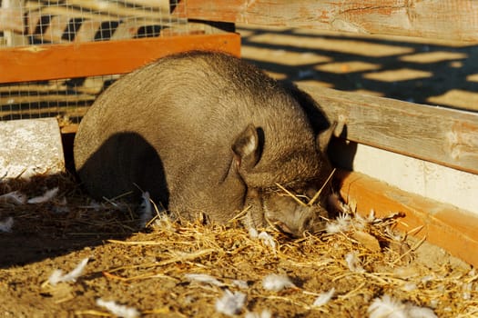 Curious pig explores a sunlit farmyard, digging through golden earth and discovering hidden treasures