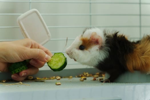 Guinea pig peeks out of its cozy habitat while enjoying a refreshing slice of cucumber in the early