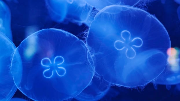 Jellyfish with glowing blue tentacles swimming in dark water, creating a mesmerizing and beautiful spectacle