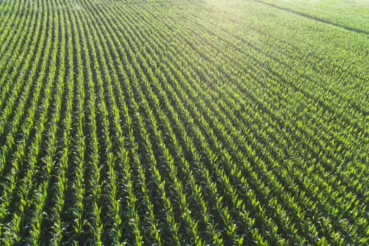 A field of corn is shown in a green field. The corn is tall and lush, and the field is very large. Concept of abundance and growth, as the corn is thriving in the fertile soil