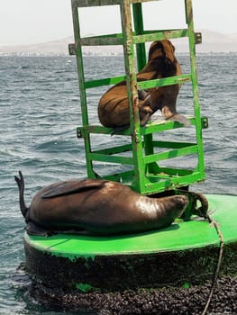 Two sea lions relax on a bright green navigation buoy in the ocean, enjoying the sun and calm coastal environment near shore.