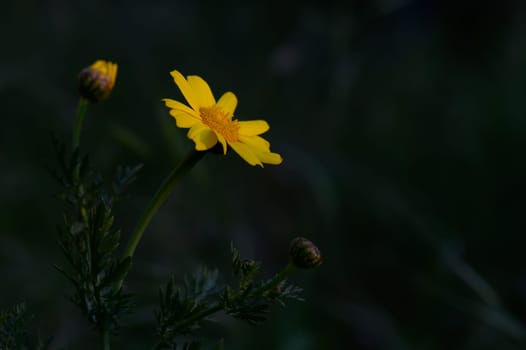 A vibrant yellow flower blooms gracefully amidst budding companions, capturing the essence of tranquility in a dimly lit garden during dusk, promising the beauty of tomorrow.