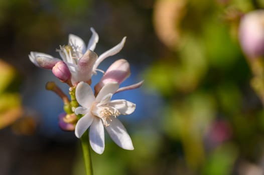 In a peaceful garden, fragrant citrus flowers unfold their delicate petals, showcasing a blend of creamy white and soft pink hues against a blurred green backdrop, capturing a moment of spring beauty.