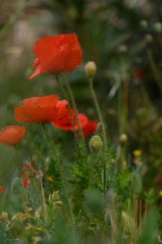 Delicate red poppies sway gracefully in the wind, surrounded by vibrant green foliage and colorful wildflowers under the warm sun. Nature's beauty on full display in a serene garden.