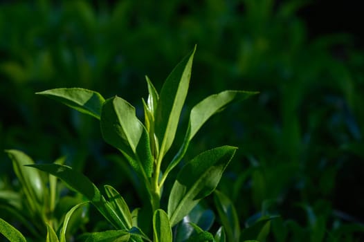 Delicate green leaves rise gracefully, illuminated by soft sunlight. This serene garden captures the essence of nature's beauty, celebrating life and growth in tranquility.