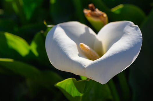 A stunning white flower unfolds in the warmth of the afternoon sun, surrounded by lush green leaves that create a tranquil and refreshing atmosphere, showcasing nature's beauty.
