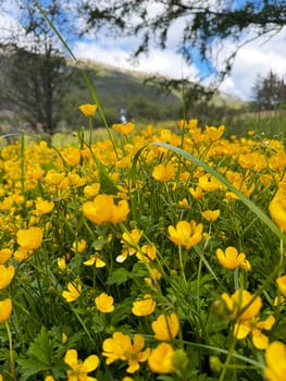 Vibrant yellow wildflowers bloom in a lush green meadow, with blurred mountains and trees creating a dreamy springtime backdrop.