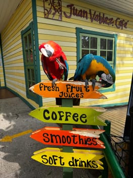 Holland, Aruba 11.22.2023 Two colorful parrots sit on a bright wooden sign outside Juan Valdez Cafe, promoting fresh fruit juices, coffee, smoothies, and soft drinks.