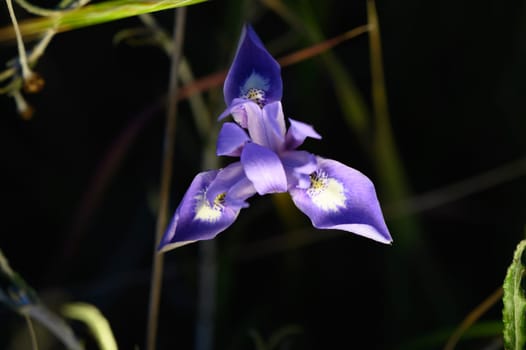 A striking purple flower emerges gracefully amidst the lush greenery of a serene forest. Nature's beauty unfolds in bright sunlight, showcasing intricate floral details.