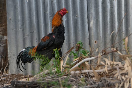 A colorful rooster struts confidently in an outdoor space, showcasing its striking plumage against a weathered metal backdrop. The sun shines brightly, illuminating the scene.