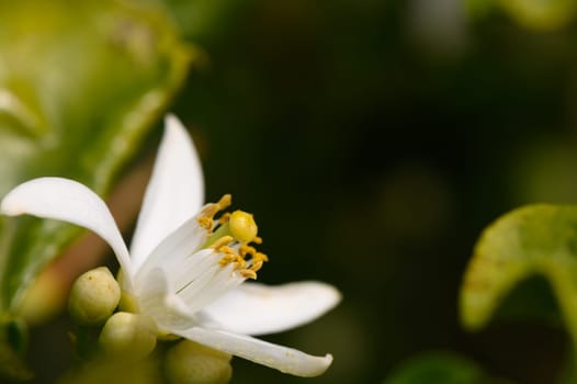 A small white flower opens its petals, revealing yellow stamens, surrounded by lush green leaves in a serene garden. The warm sunlight enhances the beauty of this spring blossom.