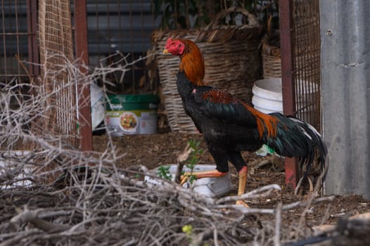 A vibrant rooster with striking plumage explores its outdoor pen, surrounded by twigs and containers, showcasing the charm of rural life during daylight hours.