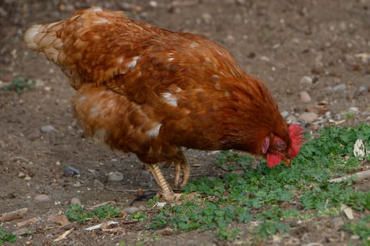 A brown hen pecks at the ground, searching for food among the green plants in a quaint garden under the warm afternoon sun. The peaceful rural environment enhances its natural behavior.