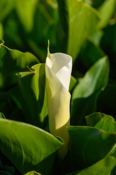 A pristine white calla lily stands tall among vibrant green leaves, showcasing its delicate petals.