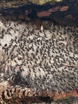 A dense flock of seabirds clings to a rocky cliffside for nesting, with a few penguins and other marine birds scattered among the group
