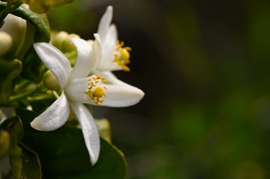 A stunning white citrus flower displays its intricate petals and vibrant yellow stamens, nestled among rich green leaves, symbolizing the beauty of spring's awakening.