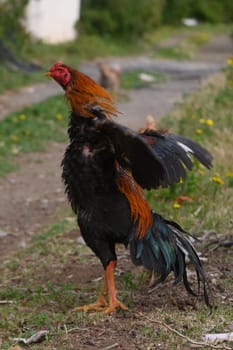 A vibrant rooster shows off its striking plumage as it struts confidently along a dirt path. Wildflowers bloom nearby, creating a picturesque rural atmosphere.