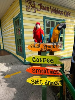 Holland, Aruba 11.22.2023 Two vibrant parrots perched on a colorful wooden sign outside Juan Valdez Cafe, promoting juices, coffee, smoothies, and soft drinks.