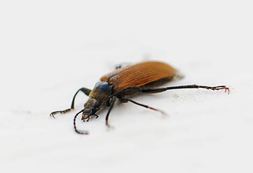 A striking beetle is featured with glossy, intricate patterns on its body, highlighting the beauty of nature. It moves cautiously across a pale surface, reflecting sunlight elegantly.