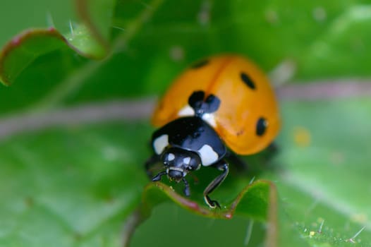 A ladybug crawls across a lush green leaf, its bright orange shell adorned with distinctive black spots. The warm sunlight enhances the vivid colors, celebrating the beauty of nature.