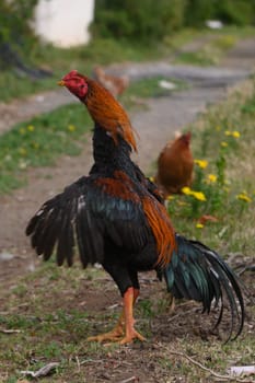 A striking rooster displays its colorful feathers while walking confidently down a dirt path. In the background, hens forage among blooming wildflowers, adding to the pastoral charm.