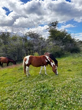 A mother horse nurses her foal in a grassy meadow with wildflowers, surrounded by forest and majestic mountain views.