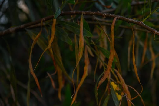Long, slender leaves in hues of gold and green dangle from a delicate branch. The evening light casts a soft glow, creating a tranquil atmosphere rich with nature's beauty.