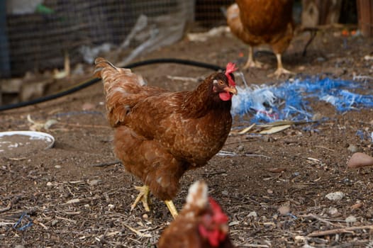 A group of lively brown hens explores a dusty farmyard, scratching at the ground for food and basking in the warm sun, creating a cheerful atmosphere on a sunny afternoon.