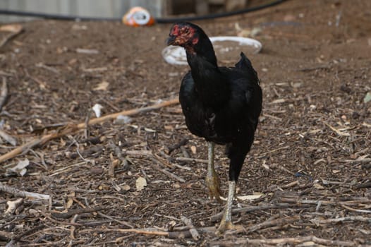 In the fading light of dusk, a sleek black bird struts through a rustic farmyard, its movements graceful and deliberate.
