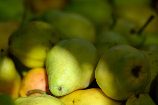 A breathtaking assortment of ripe yellow and green pears partially hidden in shadows forms a colorful tapestry under the warm glow of sunlight, evoking the beauty of an orchard in late summer.