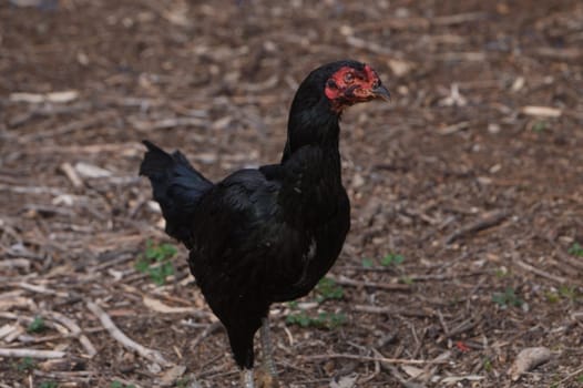 A striking black chicken strolls through a vibrant garden, its glossy feathers shimmering in the sunlight. The lush greenery enhances the beauty of this fascinating bird.