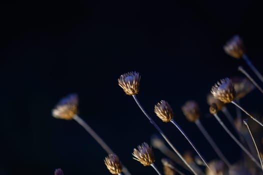 Delicate wildflower stems stretch upwards against a darkening backdrop, capturing a peaceful twilight moment. The gentle contrast highlights their fragile beauty amidst fading light.