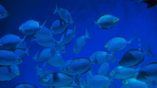 School of fish is swimming in unison in the deep blue ocean, creating a mesmerizing underwater spectacle