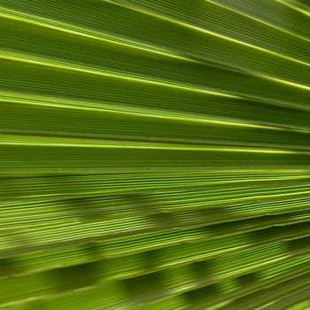Vibrant green lines weave together, creating a mesmerizing pattern that represents the serenity and vitality of a verdant forest on a warm afternoon.