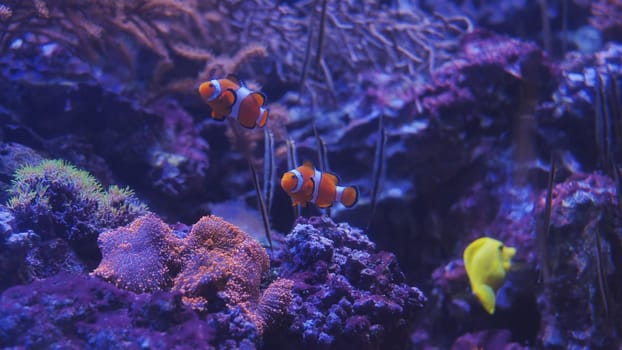 Two clownfish swimming in a beautiful aquarium with colorful corals and a yellow tang