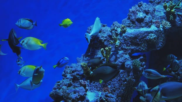 Colorful exotic fish swimming near coral reef in blue water aquarium