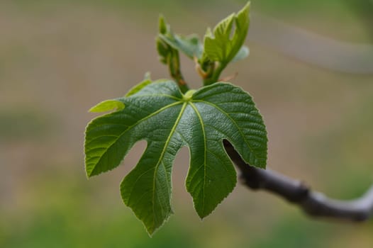 New green leaves of a fig tree shine brightly under gentle sunlight in spring. Each leaf, with its unique texture and vivid color, offers a glimpse of nature's art as life awakens.