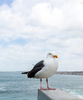 One Seagull Bird Sitting on Concrete, Blue Sea or Ocean With Blue Sky on Background. Vacation, Leisure, Summer Time. Vertical Plane, Space for Text. Freedom. Vertical. High quality photo