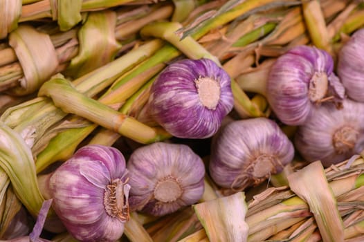 Clusters of purple and white garlic bulbs rest against a backdrop of green stems, radiating freshness and earthy vitality. This rustic display captures the essence of a rich harvest.