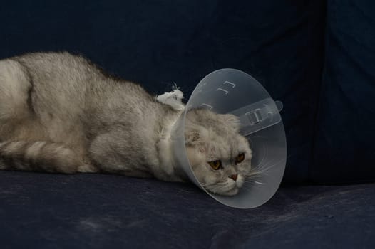 A fluffy cat rests on a soft couch, wearing a plastic cone around its neck. Its expressive eyes reveal a mix of curiosity and irritation while adapting to the confinement.