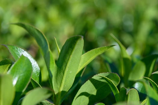 Sunlight dances on vibrant green tea leaves, creating a peaceful atmosphere in this lush garden. Nature's beauty is captured in every detail as the leaves sway gently.