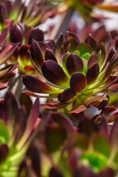 A close-up view reveals a group of lush succulent plants showcasing a striking blend of deep red and bright green colors.